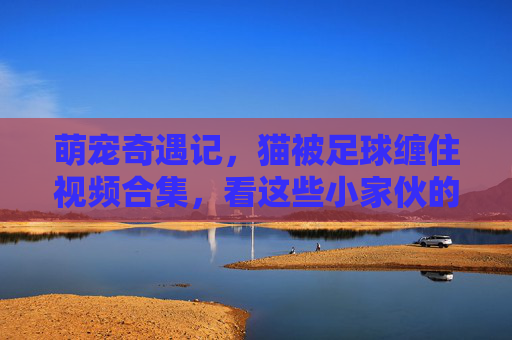 萌宠奇遇记,猫被足球缠住视频合集,看这些小家伙的足球困境有多搞笑,萌宠奇遇记,猫被足球缠住的搞笑视频合集,看这些小家伙的足球困境有多搞笑
