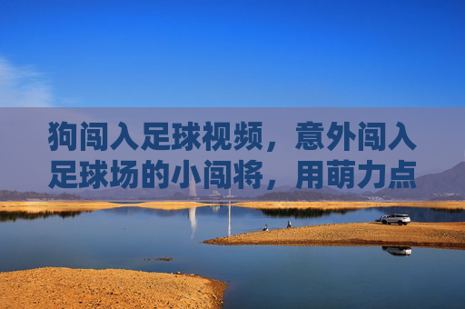 狗闯入足球视频,意外闯入足球场的小闯将,用萌力点燃全网笑点与感动