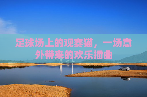 足球场上的观赛猫，一场意外带来的欢乐插曲