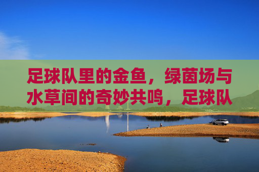 足球队里的金鱼,绿茵场与水草间的奇妙共鸣,足球队里的金鱼,绿茵场与水草间的奇妙共鸣