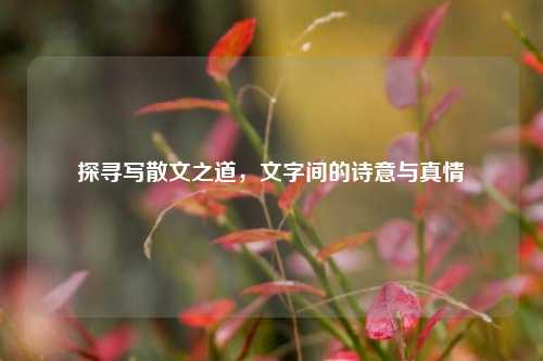 探寻写散文之道,文字间的诗意与真情