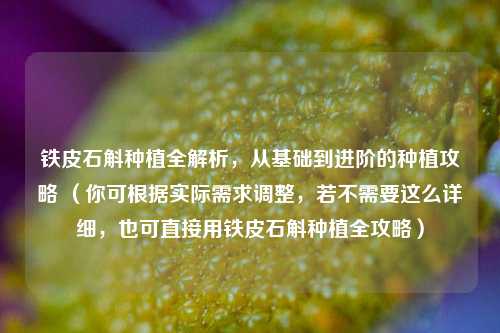 铁皮石斛种植全解析，从基础到进阶的种植攻略 （你可根据实际需求调整，若不需要这么详细，也可直接用铁皮石斛种植全攻略）
