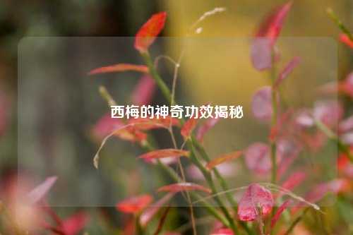西梅的神奇功效揭秘