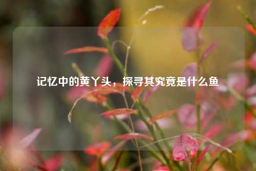 记忆中的黄丫头，探寻其究竟是什么鱼