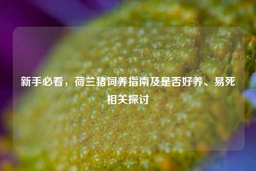 新手必看，荷兰猪饲养指南及是否好养、易死相关探讨