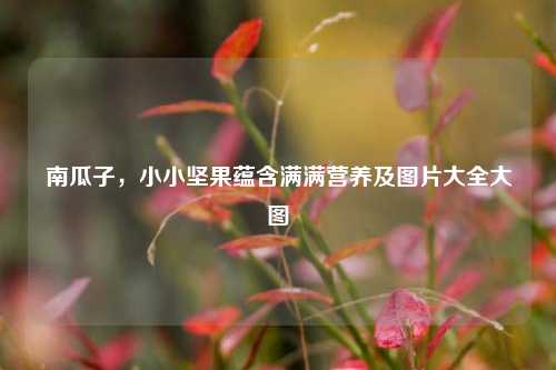 南瓜子，小小坚果蕴含满满营养及图片大全大图