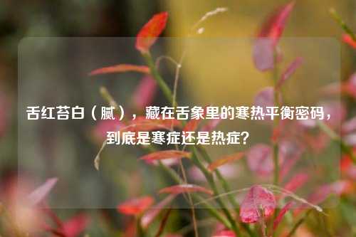 舌红苔白(腻),藏在舌象里的寒热平衡密码,到底是寒症还是热症?