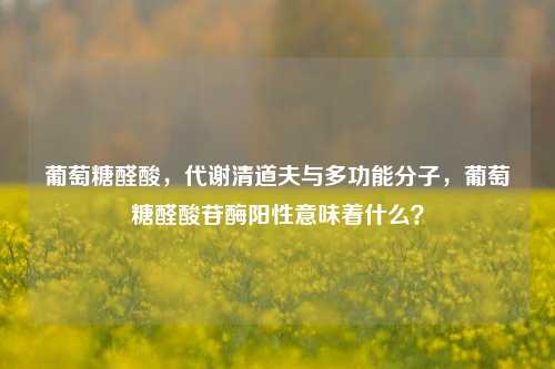 葡萄糖醛酸,代谢清道夫与多功能分子,葡萄糖醛酸苷酶阳性意味着什么?
